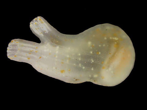 ciosav_0078.jpg