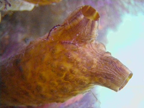styela_clava3.jpg